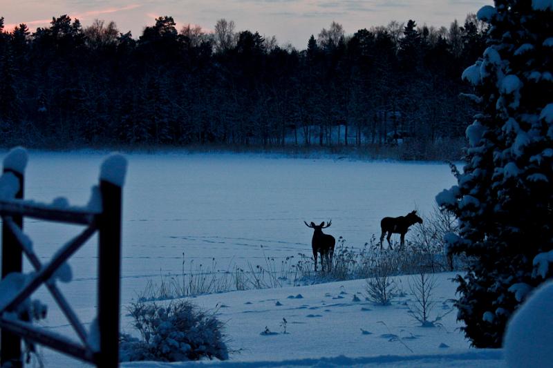 Älger 2.jpg - Älgar på sjön